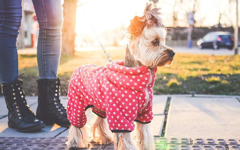 Χαρίζονται Κατοικίδια - Ζώα